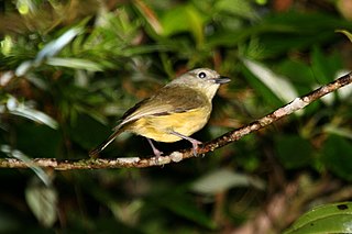 <span class="mw-page-title-main">Blue Mountain vireo</span> Species of bird