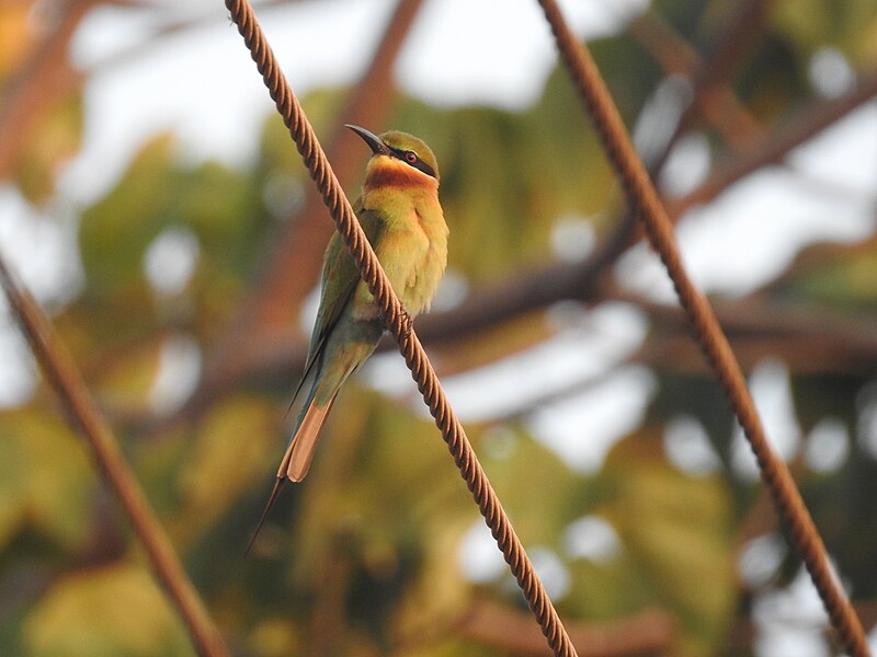 File:Blue tailed bee-eater.jpg