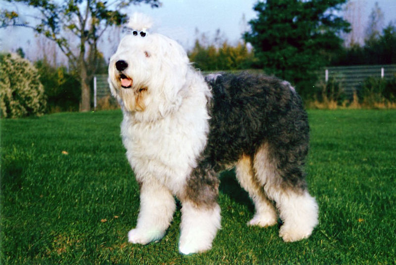 File:Bobtail.JPG