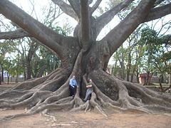 Image 8Buttress roots of the kapok tree (Ceiba pentandra) (from Tree)