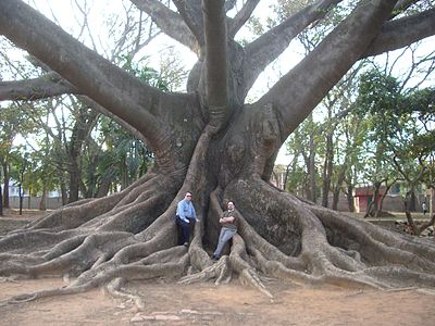 Base of a colossal specimen of the kapok tree Ceiba pentandra, with two individuals seated on its buttress roots to indicate scale Bombax LalBagh.JPG