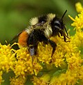 Miniatura para Bombus ternarius