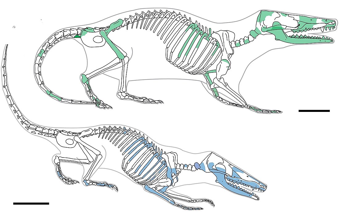 Docodonta