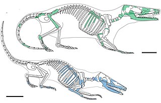 <span class="mw-page-title-main">Docodonta</span> Extinct order of mammaliaforms