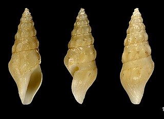 <i>Borsonella bartschi</i> Species of gastropod