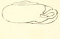 Boston Journal of Natural History, v.7.-Plate 4-fig3-Helix Ariadne.jpg