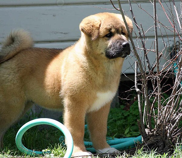 A 9-week-old American Akita