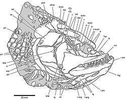 Brachydegma caelatum.jpg