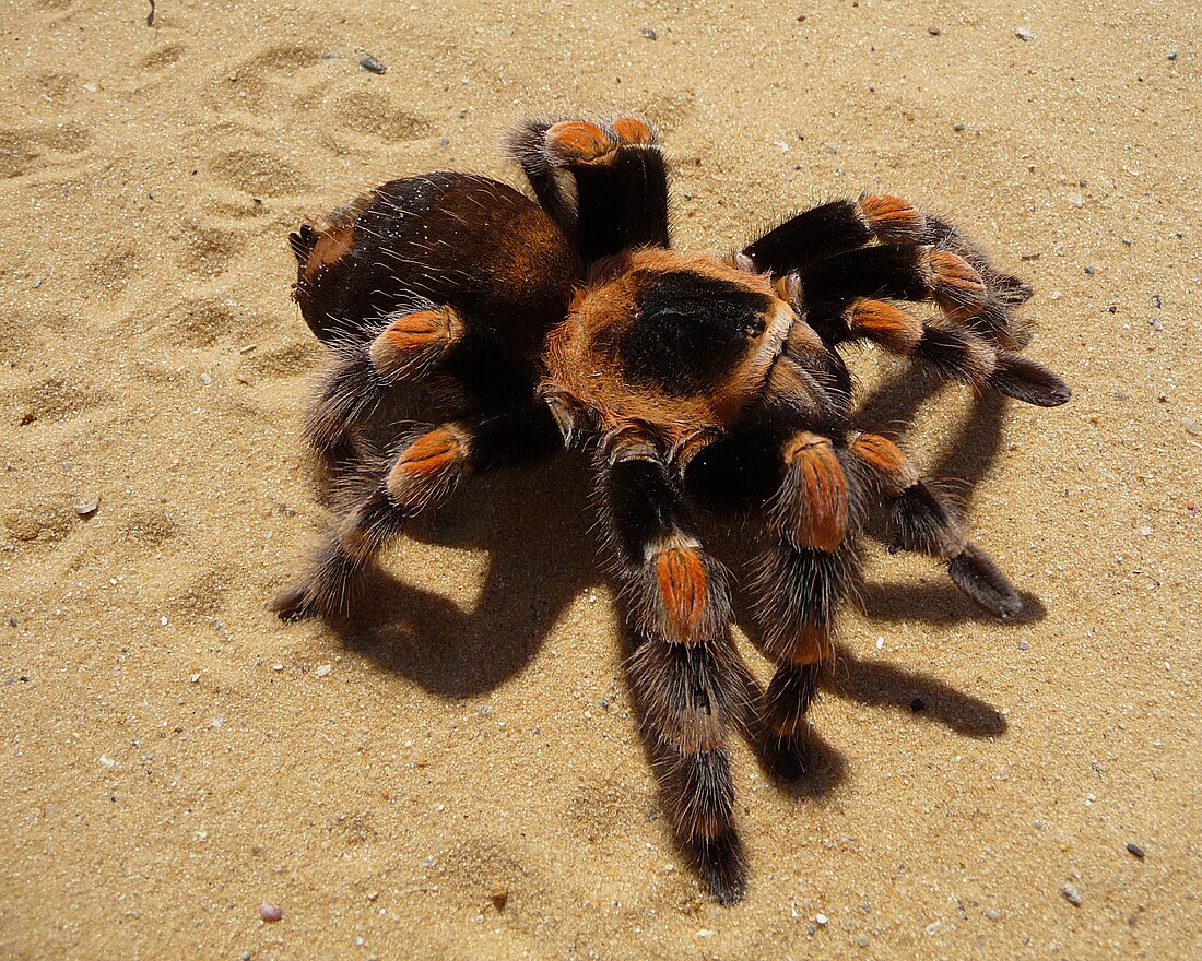 Brachypelma smithi