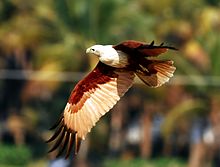 Brahminy kite Brahminy kite.jpg