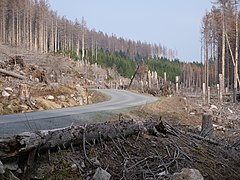 Brockenstraße in April 2019 19.jpg 78885943 6 571 20190601074155