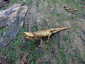 Descrizione dell'immagine Brookesia griveaudi.jpg.