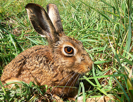 Lepus_capensis