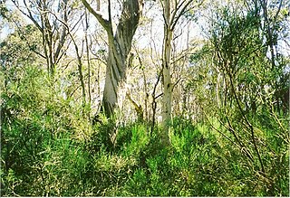 Brumlow Top mountain in Australia