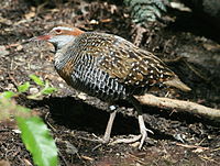 Szyna opaskowa, Kiwi Birdlife Park, Queenstown, Nowa Zelandia