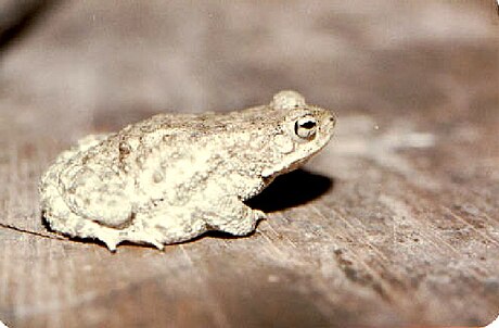 Bufo stomaticus