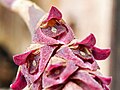 Bulbophyllum aggregatum