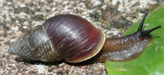 <i>Bulimulus limnoides</i> species of mollusc