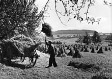 Getreideernte im Westerwald 1958