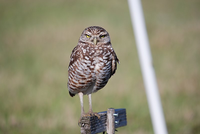 File:Burrowing owl, Marco Island, Florida - panoramio (6).jpg