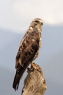 Der Präriebussard ist ein Ver