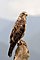 24 Buteo swainsoni created, uploaded, and nominated by Calibas