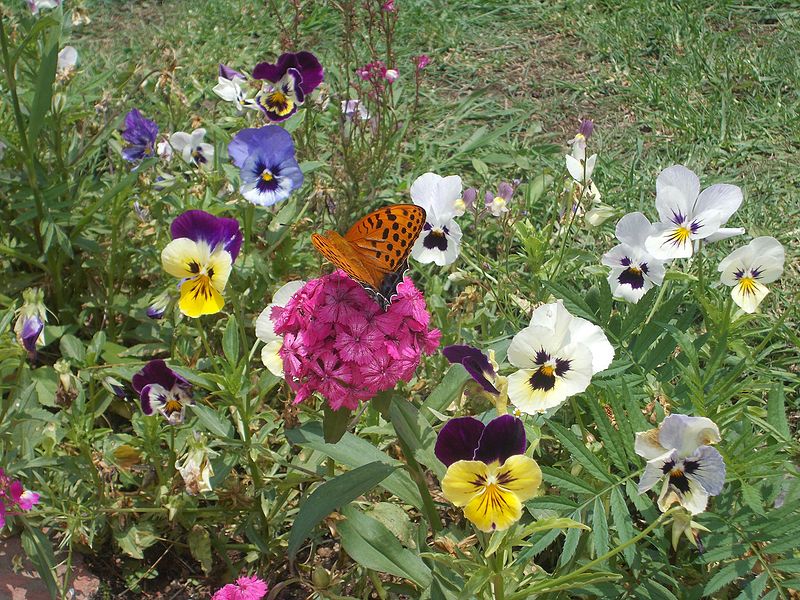 File:Butterfly on Butterfly Flower !!.jpg