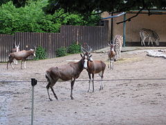 Blesboks et zèbres dans un zoo en République tchèque