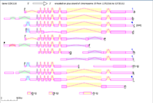 Alternative splicing variants of the CCDC130 protein as seen on AceView from NCBI. CCDC130 alternateforms.PNG