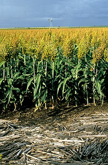 Sorghum crop in Central Queensland, from which ethanol can be produced. CSIRO ScienceImage 4248 Sorghum crop near the coastal town of Ayr in central Queensland 1992.jpg