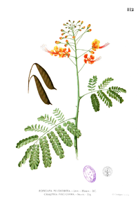 Caesalpinia pulcherrima