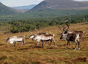 tourist information aviemore