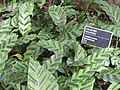 maranta lietzei