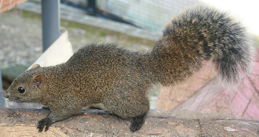 Callosciurus erythraeus