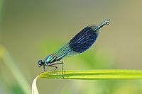 Calopteryx éclatant.