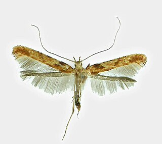 <i>Caloptilia hemidactylella</i> Species of moth