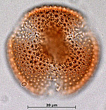Tricolpate pollen of Caltha obtusa, polar view, showing the three characteristic slits Caltha obtusa pollen polar view.jpg