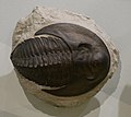 Cambropallas telesto trilobite