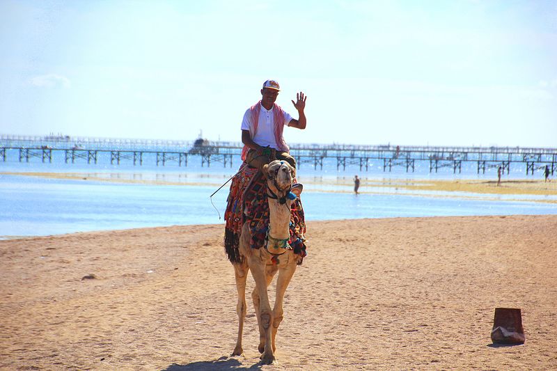 File:Camel on the beach.jpg