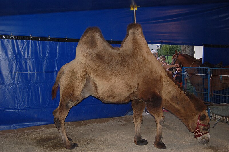 File:Camelus bactrianus of cirkus merano.jpg