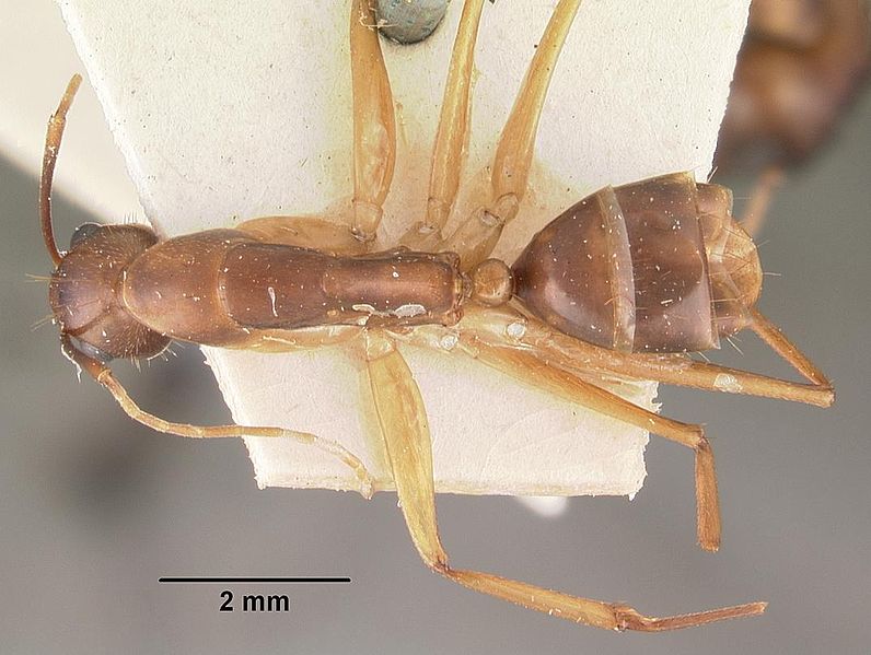 File:Camponotus hova fulvus casent0102453 dorsal 1.jpg