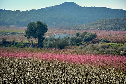 Peach fields in Aitona