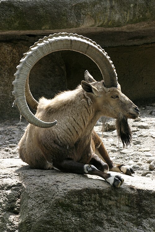 Male Nubian ibex