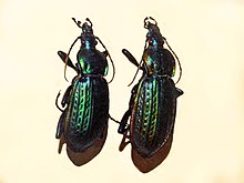 Carabidae - Carabus morbillosus.JPG