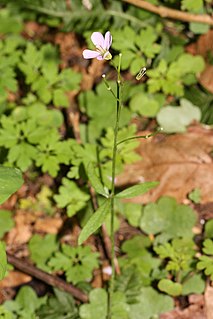 <i>Cardamine nuttallii</i> Species of flowering plant
