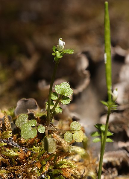 File:Cardamine oligosperma 1839f.JPG