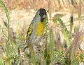 Male; Chimineas Ranch, San Luis Obisbo, California