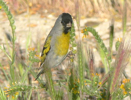 Carduelis lawrencei 1.jpg