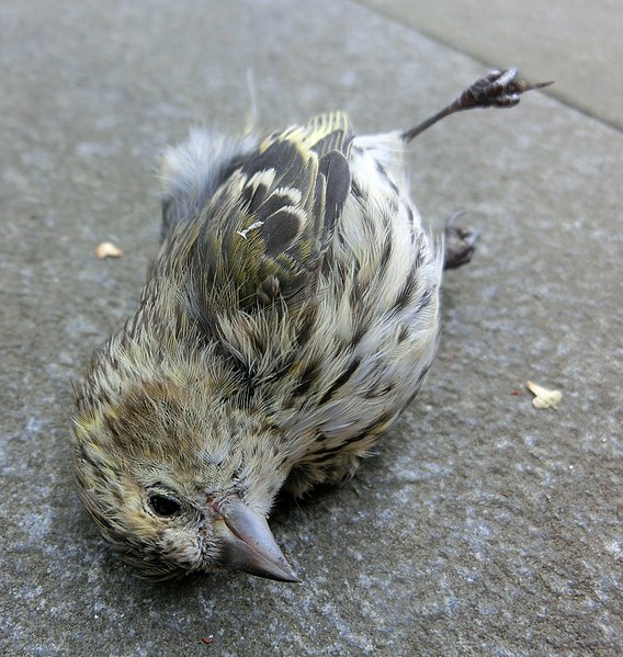 File:Carduelis spinus female in Falköping 2262.jpg