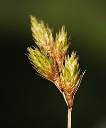 Carex scoparia.jpg